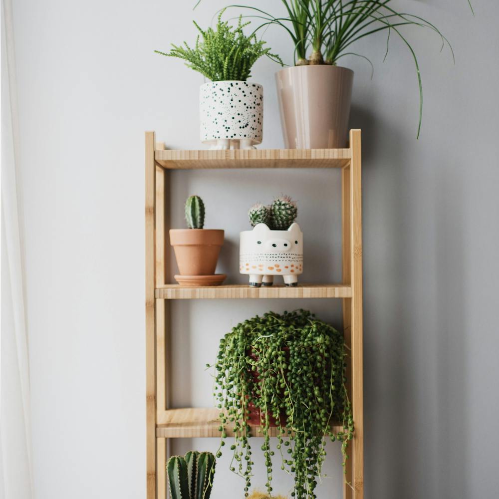 A wooden shelf styled with healthy potted houseplants