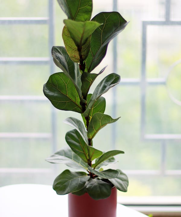 Fiddle-leaf fig (Ficus lyrata)