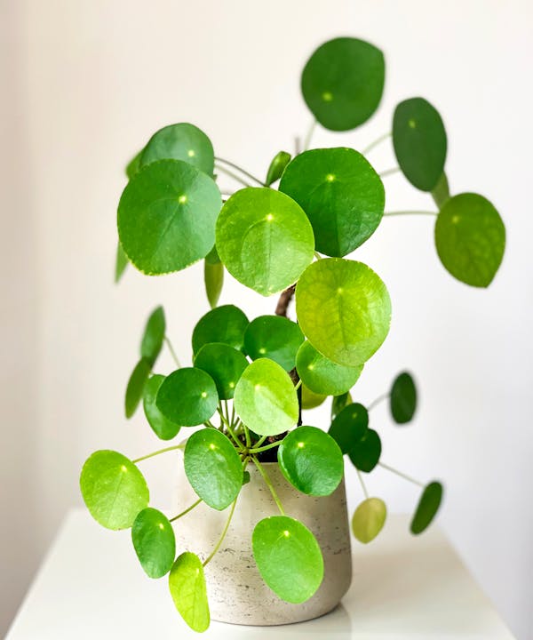 Chinese money plant (Pilea peperomioides)