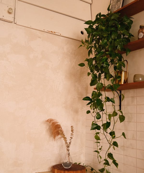 Pothos (Epipremnum aureum)