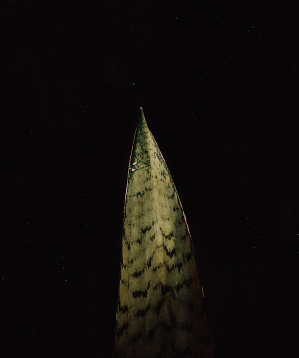 Snake plant (Dracaena trifasciata)