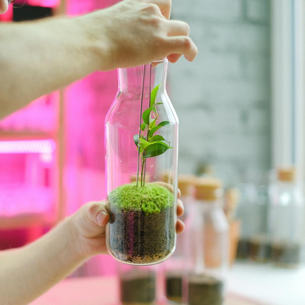 A plant cutting rooting in a clear glass vase of water